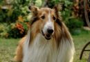 Legendární kolii Lassie čeká další dobrodružství, nejslavnější fenku světa si v novém filmu zahrál pes!