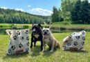 Purina staví moderní psí hřiště ve 20 obcích napříč Českem