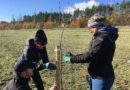 ROSSMANN spouští další ročník projektu „Vraťte stromům korunu“, který přispívá k zelenější České republice