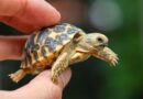 Zoopark Zájezd odchoval kriticky ohrožené želvy